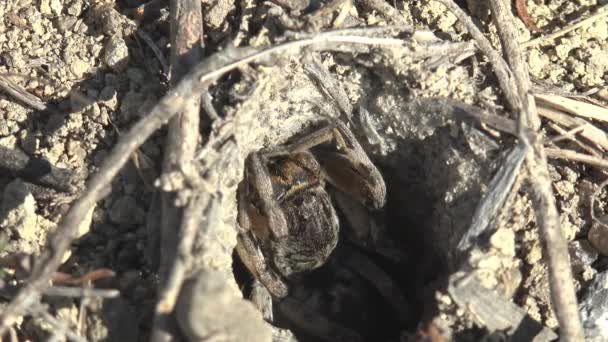 Burrowing Wolf Spider Large Furry Peeks Out Its Burrow Waiting — Stock Video