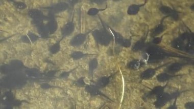 Kurbağa yavrusu, polywog bir amfibyumun yaşam döngüsünün larva evresidir, kurbağa. Kurbağa yavruları orman bataklığında kaotik bir şekilde su altında hareket eder. Makro sualtı yaban hayatı