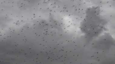 Büyük sivrisinek ve sivrisinek bulutları büyük yağmurlardan önce karanlık gökyüzünün arka planında uçar.