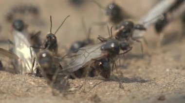 Makro böcekler: Ana kanatlı anneleri karınca yuvasından sürgün ederken böcek karıncalarının kaotik hareketi