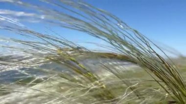 Tüylü otlar rüzgarda yavaşça sallanıyor. Açık bozkır bitkisi, tüy çimi (Stipa uzun ömürlü hermafrodit otlar) yaz rüzgarında mavi gökyüzüne karşı