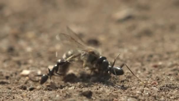 Tři Černí Mravenci Zajali Vosu Nesou Svého Mraveniště Pohyb Někdy — Stock video