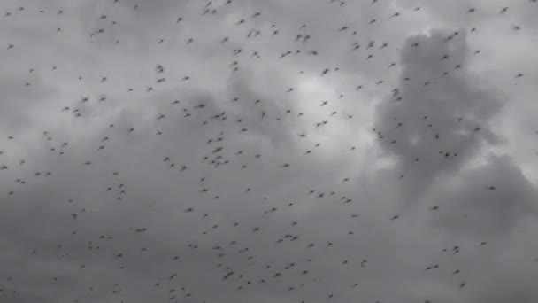 大きな雨の前に暗い空を背景に蚊やナットが飛び立ち — ストック動画