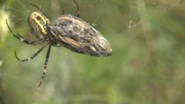Spider Makro Spindel Ett Nät Insvept Insekt För Mat Kokong — Stockvideo