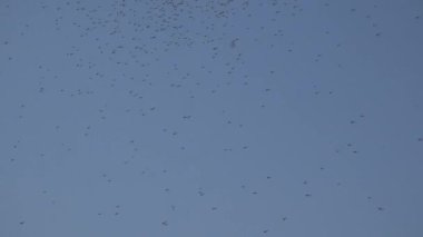 Üreme mevsiminde yağmur öncesi aktif kaotik bulut hareketi (midge, sivrisinek, kara sinek). Karanlık gökyüzünde gri bulutlar