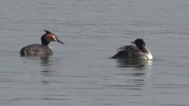 Genellikle dalgıçlar veya solucanlar olarak adlandırılan iki dalış ördeği, suyun yüzeyinin altına dalarak beslenen bir ördek kategorisidir. Onlar Anatidae 'nin bir parçası.