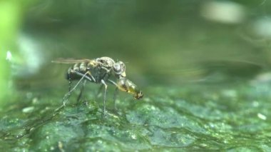 Sinek bataklıkta yosunların üzerinde oturur ve sivrisinek ya da larva yer.