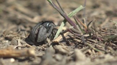 Bir karınca yaralı bir böcek buldu ve ona saldırıp karınca yuvasına taşımaya çalıştı. Böceklerin makro görünümü