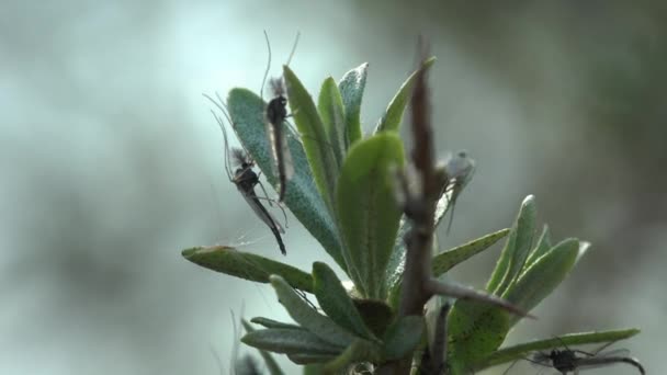 昆虫のマクロビュー 春の草の緑の葉の上に出産後のミッド ゆっくりと風に圧倒 — ストック動画