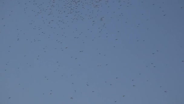 Aktivní Chaotický Pohyb Komára Pakambaly Komáry Mušky Před Deštěm Během — Stock video