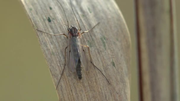 查看蚊子宏观 大鹤飞 有折叠的翅膀坐在黄色的草茎上 — 图库视频影像