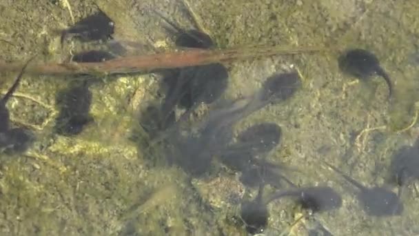 タポール ポリウグは両生類 カエルのライフサイクルにおける幼虫期です オタマジャクシは森の湿地で混沌と水中を移動します 水中のマクロ野生生物 — ストック動画
