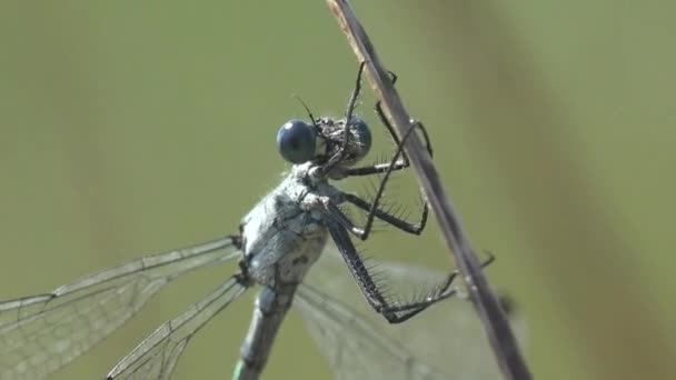 Böcek Makro Görüntüsü Tanıdık Bluet Yusufçuğu Çayır Otlarının Üzerinde Oturur — Stok video