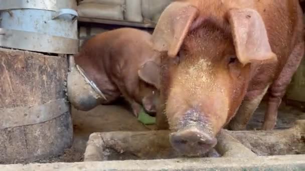 Porträt Eines Roten Fetten Schweins Das Sich Einem Kleinen Schweinestall — Stockvideo