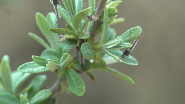 Sabahın erken saatlerinde sivrisinekler çimenlerin üzerinde otururlar.
