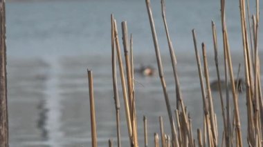 Kuru sazlıklar arasından vahşi ördeklerin göl veya nehir yüzeyinde nasıl yüzdüğünü görebilirsiniz.