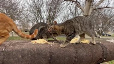 Farklı renklerde evsiz kediler granit korkulukta yardım lapası yerler (Ukrayna 'daki patlamalardan sonra hayvanlar toplanır))