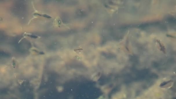 Daphnia Magna Является Мелким Планктонным Ракообразным Другими Мелкими Ракообразными Неглубоких — стоковое видео