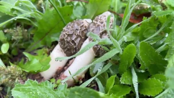 Dois Cogumelos Crescem Entre Grama Morchella Esculenta Morel Comum Morel — Vídeo de Stock
