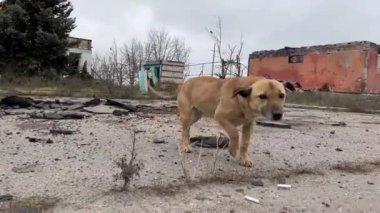 Evsiz köpek, Ukrayna 'daki savaş sırasında topçu ateşinin yol açtığı kırık benzin istasyonunun arka planında koşuyor.