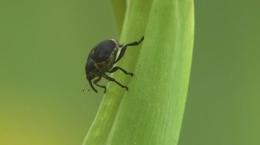 Buğday bitleri hızla çimen yaprağının üzerinde koşar ve arkasına saklanır.