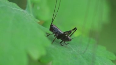 Uzun boynuzlu çekirge ya da katydid, uzun antenli ve yaprak gibi kanatlı.