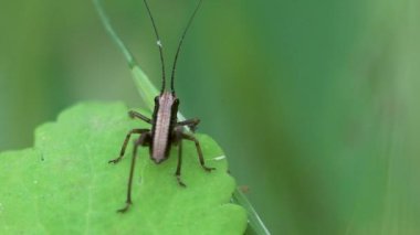 Uzun boynuzlu çekirge ya da katydid. Katydids, Longhorned Grasshoppers. Uzatılmış antenler genellikle tüm vücut uzunluklarını aşar.