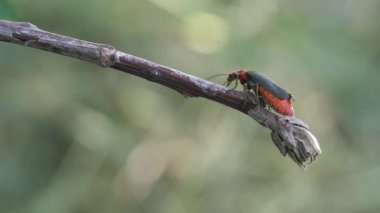 Siyah kanatlı ve kırmızı karınlı böcek, yumurtlamaya hazır, daldan havalanıyor.