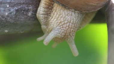 Asma salyangoz ağaç dalı boyunca sürünerek boynuz dokunaçlarını serbest bırakır.