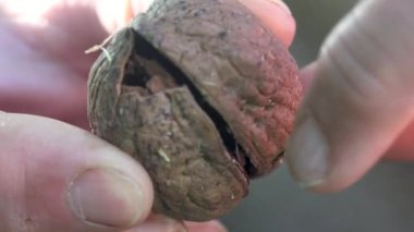 Yaz ormanlarında bulunan çürük fındıklar.