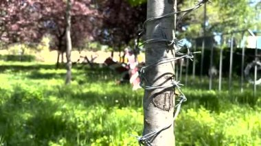 Dikenli tellerle sarmalanmış bir sütun. Sonra da Ukrayna 'daki savaş sırasında korunan tanksavar tahkimatlarına odaklanıyor.