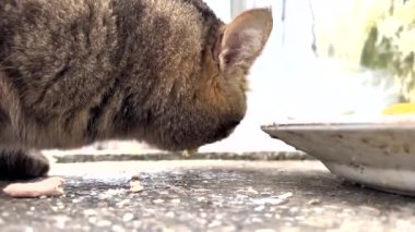 Evsiz sokak kedisi aç gözlülükle sokak ortasında kızarmış yumurta yiyor.