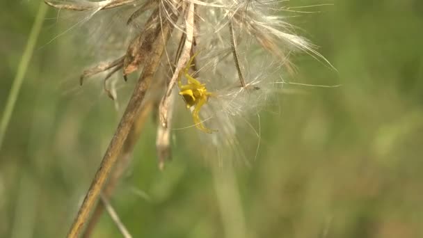 黄蟹蜘蛛栖息在蓬松的蒲公英种子上 观赏着昆虫 — 图库视频影像