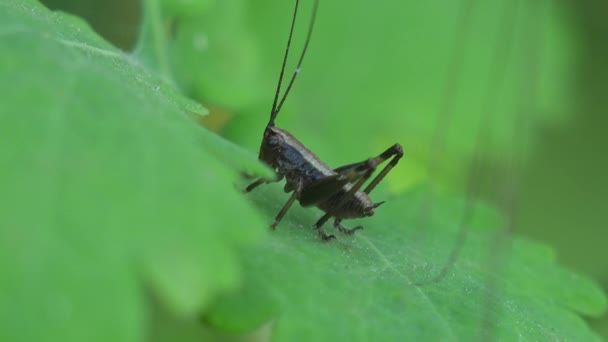 长角形蚱蜢或Katydid 有伸长的触角和叶状翅膀 — 图库视频影像