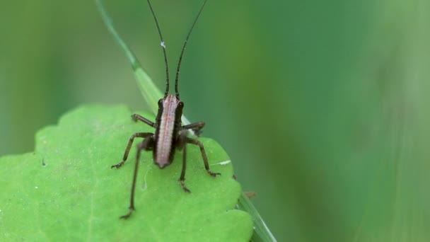 Long Horned Grasshopper Katydid Katydids Longhorned Grasshoppers Elongated Antennae Often — Stock Video
