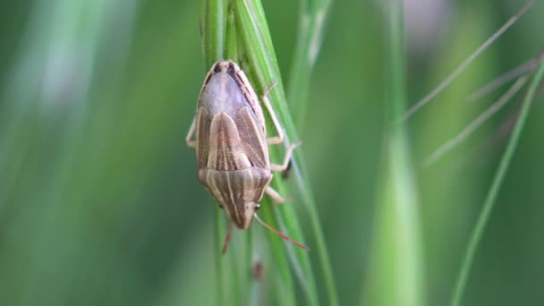 Aelia Acuminata Common Spitzling Bishops Miter Shieldbug Pentatomidae Stink Bugs — 비디오
