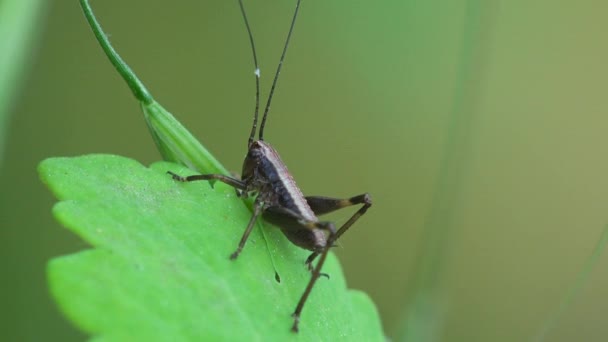 Long Horned Grasshopper Katydid Katydids Longhorned Grasshoppers Elongated Antennae Often — Stock Video