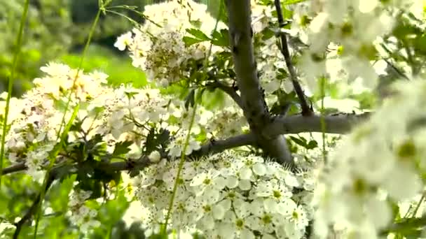 Рух Фотоапарата Між Гілками Плодових Дерев Білими Квітами — стокове відео