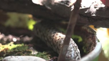 Bir fil şahin güve larvası (Deilephila elpenor) Rosebay Willowhere 'in (Chamerion angustifolium) alt yapraklarıyla beslenir ve kuru dallar altında sürünür. Yabani böceklerin yakın görüntüsü