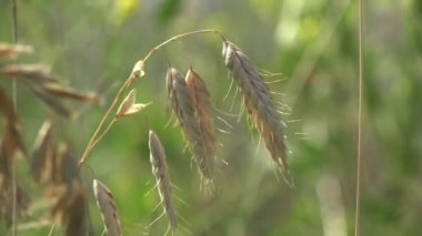 Sarı çayırlar yaz rüzgarında yeşil çimenlerin arasında sallanıyor. Vahşi yaşamdaki bitkilerin makro görünümü