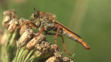 Asilidae, Suikastçı Sinekler. Kıllı soyguncu ağzında sinekle uçar. Yeşil yaprağın üzerinde oturuyor. Vahşi hayatta böcek makrosu görüntülensin