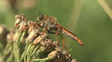Vahşi hayatta böcek makroyu izleyin. Asilidae, Suikastçı Sinekler. Kıllı soyguncu ağzında sinekle uçar. Yeşil yaprağın üzerinde oturuyor