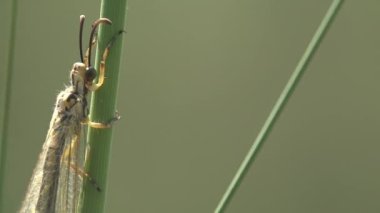 Vahşi yaşam böcek makrosu görüntüsü. Yetişkin karınca. Distoleon tetragrammicus, Myrmeleontinae familyasından bir karınca türü. 