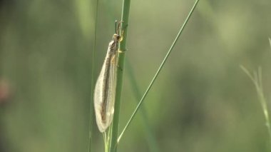 Yetişkin karınca. Distoleon tetragrammicus, Myrmeleontinae familyasından bir karınca türü. Vahşi yaşam böcek makrosundan görüntüle 