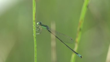 Dişi bluetail kızsineği (Ischnura heterosticta) kafası büyük çeneli. Yusufçuk yeşil çimlerde oturuyor. Vahşi yaşam üzerine Makro görünüm böceği