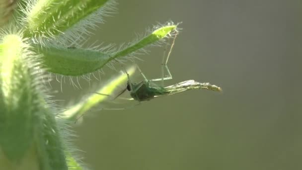 Insect Mosquito Gnat Sitting Green Flower Leaf Forest View Insect — Stock Video