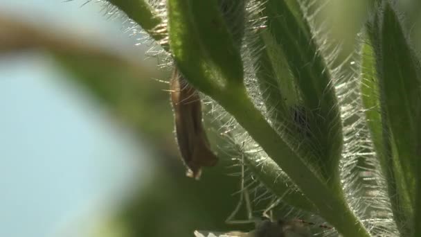 Hmyzí Komár Komár Sedící Zeleni Květinový List Lese Pohled Hmyzí — Stock video