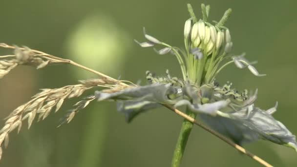 Inseto Mosquito Gnat Sentado Verde Folha Flor Floresta Ver Macro — Vídeo de Stock