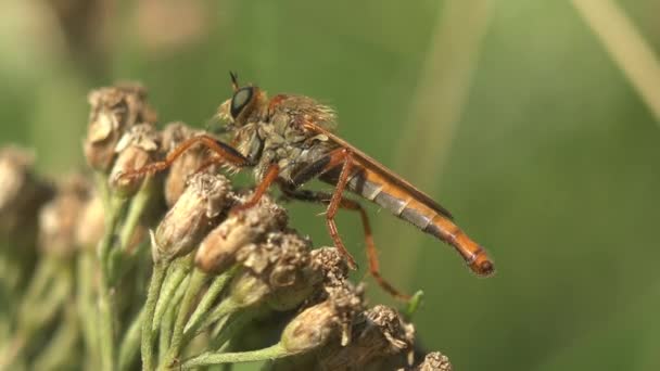 野生動物の昆虫マクロを表示します アシリアス アサシン フライ 毛深い強盗は口の中でよく飛ぶ 緑の葉の上に座る — ストック動画