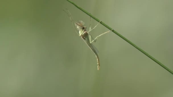 昆虫蚊子 昆虫坐在绿色上 树叶在森林中 昆虫在野生动物中的宏观形态 — 图库视频影像